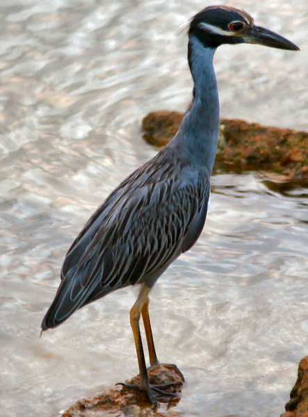 Black-Crowned Night Heron