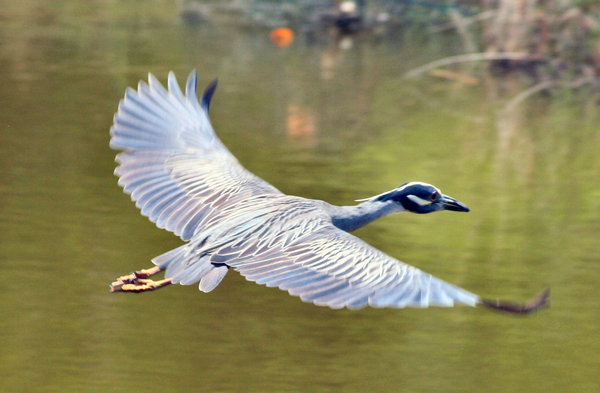Male Egret