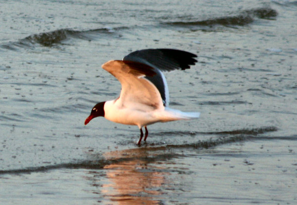 Seagull landing
