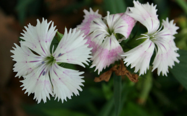 White Triplet Flower