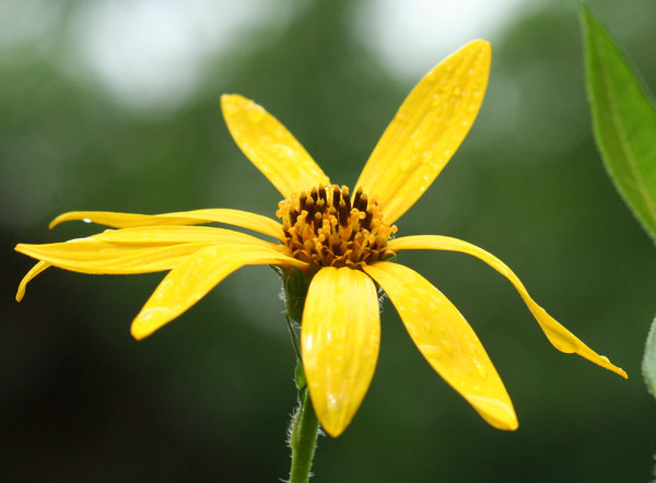 Yellow Spider Flower