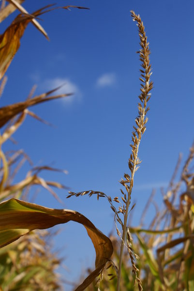 Corn field 3