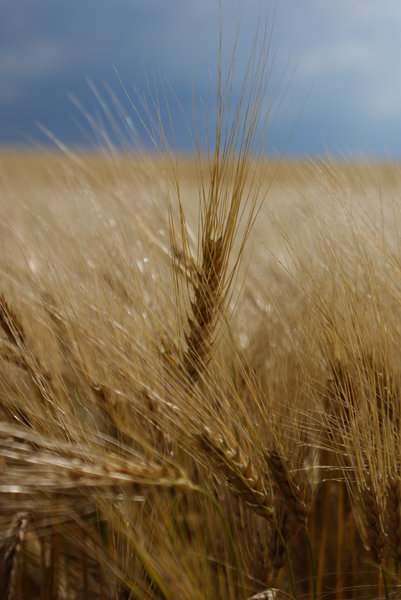 wheatfield 2