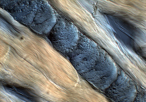 Biological Texture 1: Collagen fiber bundles lit using spectrally refracted light.