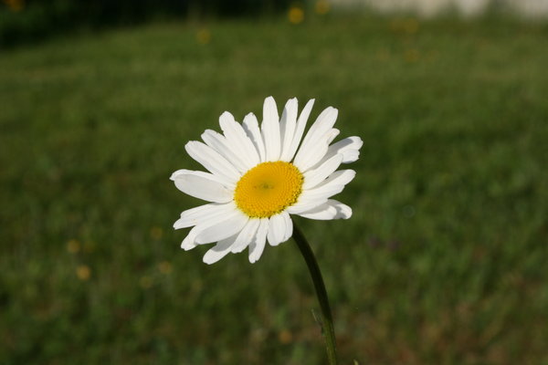 Summer Daisy 1: A Daisy on my lawn, Nova Scotia, Canada.