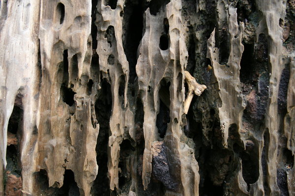 Driftwood Texture 1