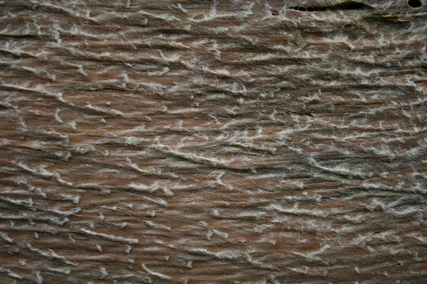Driftwood Texture 2