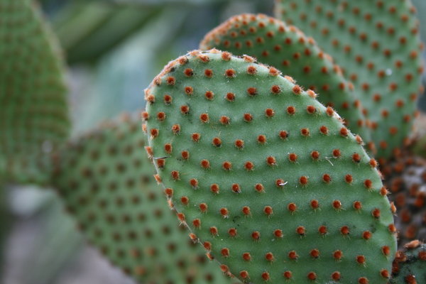 Cactus Macro 2