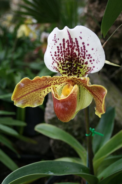 Orchids 3