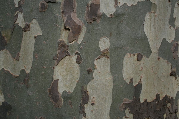Eucalyptus Bark Texture 1