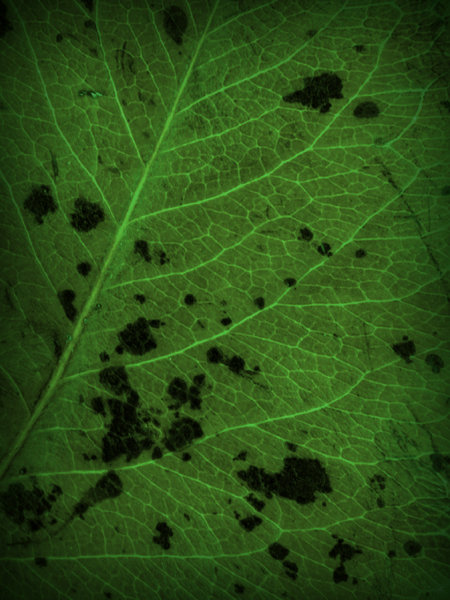 Leaf Detail 4