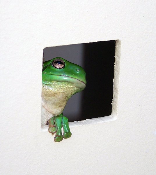 Peeping frog
