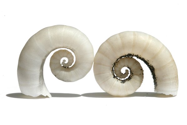 Sea Shells 3