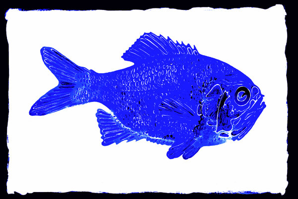 Colored Fish 2