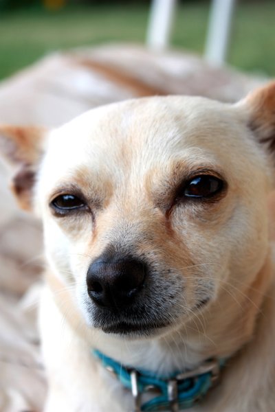 Chihuahua: A Chihuahua laying lazily on a swing
