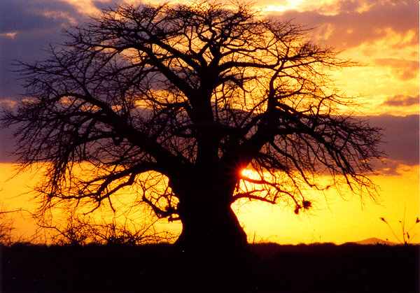 africa puesta de sol 1: 