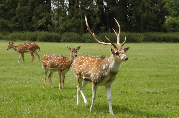 Deer in Suffolk