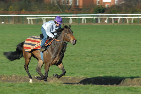 Racehorse 1