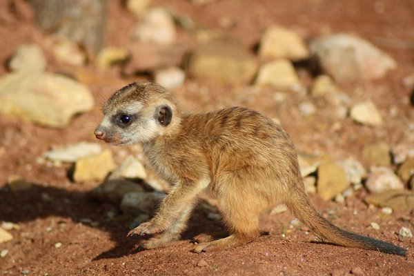 Tiny Meerkat