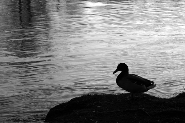 Duck Silhouette: Looking forward to feedback! Please credit if possible or drop me a line via http://www.jule.se