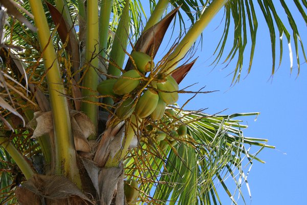 Palm Tree with coconuts