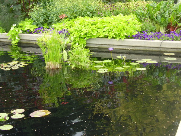 lily pads 3: A day at the Denver Botanic Gardens.