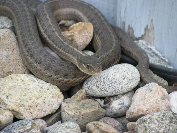snake 2: A garden snake in my backyard. I think it's a Western Terrestrial Garter Snake. It was one of four that I saw out there today. It was maybe... half a meter or so. Not real big. And I've seen people bitten by these- they don't even leave a mark.