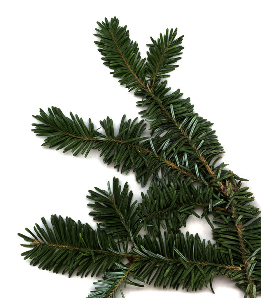 Evergreen: A piece of a Christmas Tree.Please visit my stockxpert gallery:http://www.stockxpert.com ..