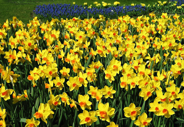 flores de Holanda 2 | stock de fotos gratis | iammi-z | January - 12