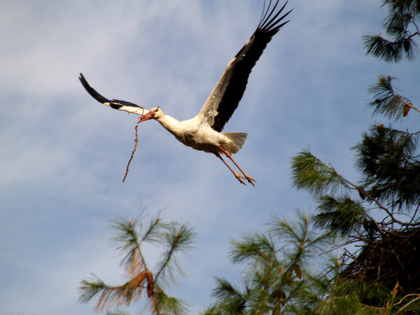 Storks 2