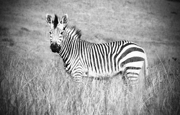 Zebra: No description