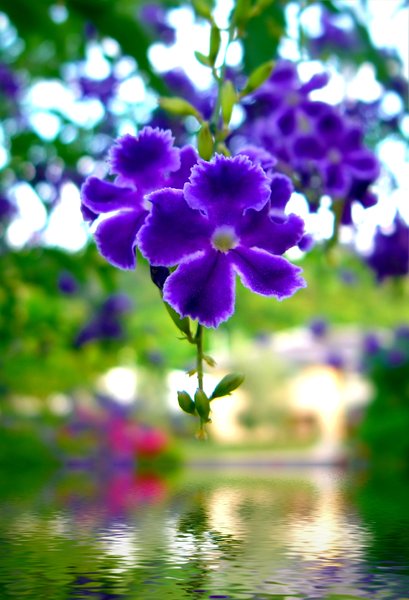 Purple Flower Over Water: A tiny purple flower - duranta repens or geisha girl -  suspended over water. You may prefer:  http://www.rgbstock.com/photo/oSUozLI/Yellow+Flowers+Over+Water  or:  http://www.rgbstock.com/photo/2dyVqFl/Leaf+Afloat