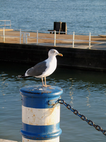 Seagull 1