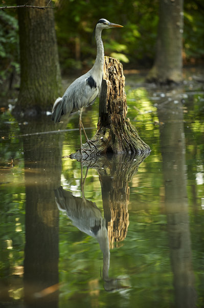 Blue heron in swamp