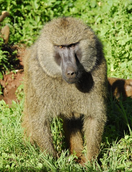 Baboon agression