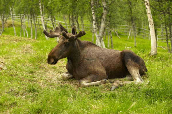 Resting moose