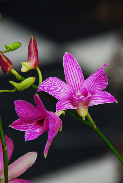 Orchidee 4: 