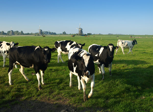Cow: Dutch landscape