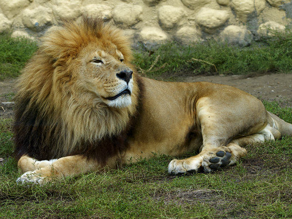 Rustende leeuw: 