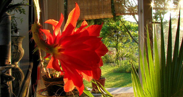 fire flower: a view to the garden with a burning flower closeup