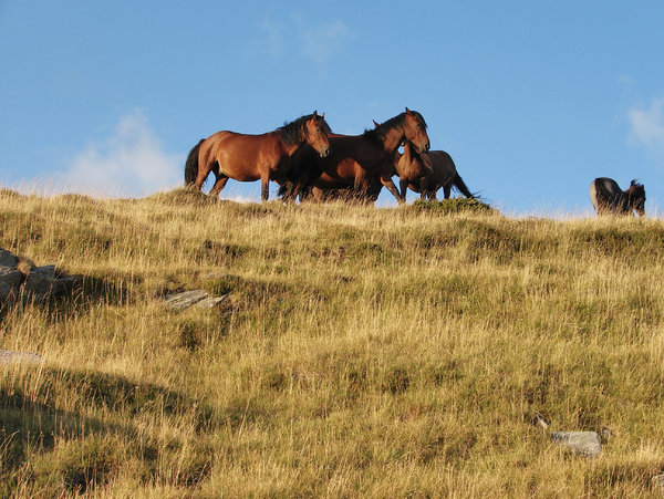 highland horses 1