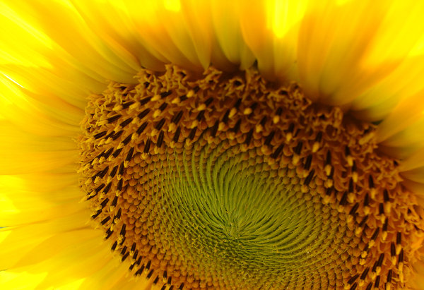 floarea soarelui 3