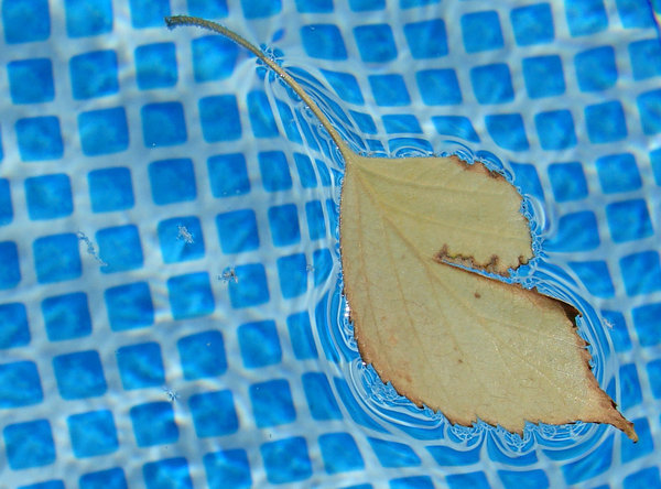 pool leaf 1: leaf in the pool