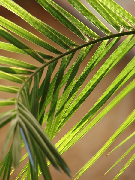 palm leaf 2: palm leaf closeup