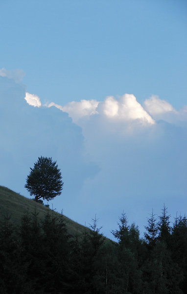 tree in the clouds 1