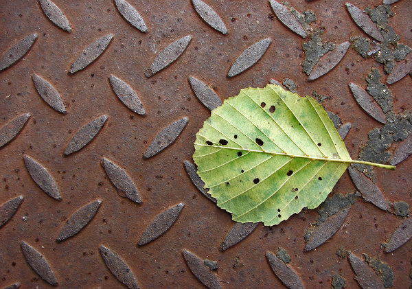 leaf on rust