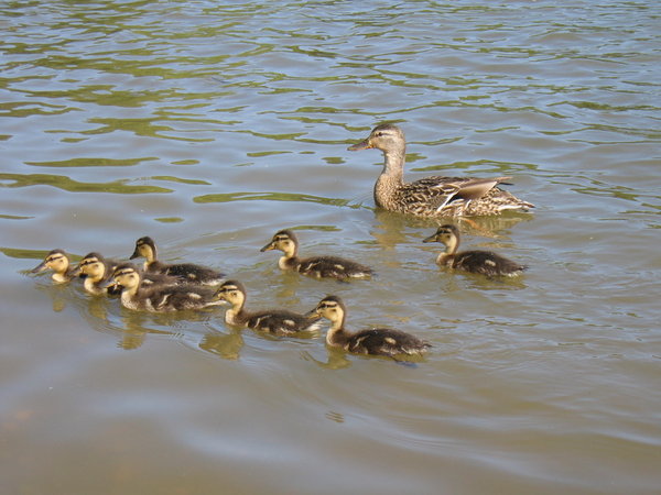 Mother duck and family