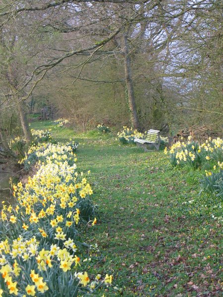 Daffodils and water