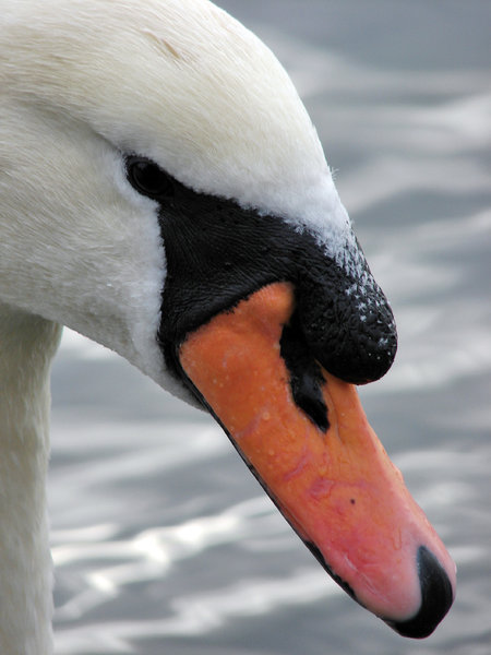 swan 3