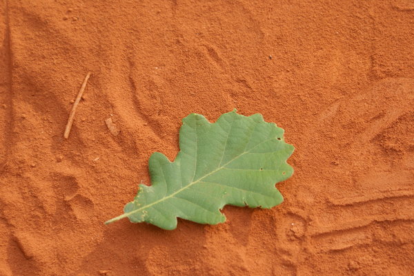Green leaf on sand